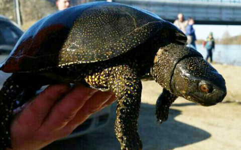 В Киржачском районе "засветилась" хитрая болотная черепаха