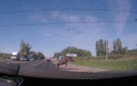 Лось протаранил грузовик во Владимире (видео)