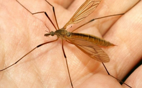 26 мая Судогда приглашает жителей Владимирской области на праздник комара