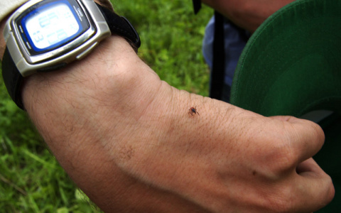 Во Владимирской области более 250 человек стали жертвами клещей