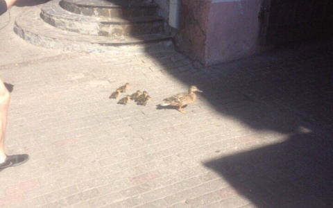 В центре Владимира прогуливалось утиное семейство (видео)