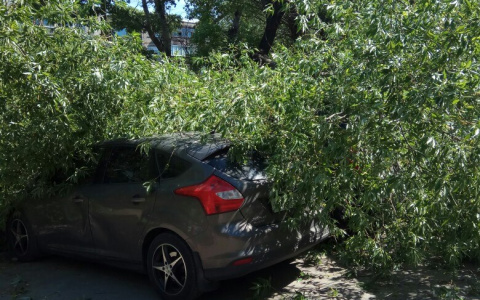 На Тракторной на машины упало старое дерево