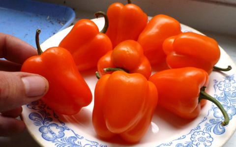 Санкционный перец безжалостно раздавлен под Владимиром