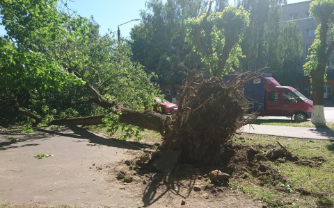 В Муроме 13-летнюю девочку придавило упавшим деревом