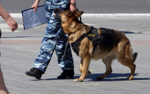 Служебная собака Сонг помогла полицейским найти воришку