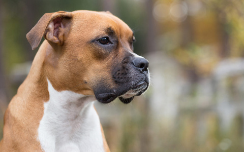 Владельцам бойцовых собак придется регистрировать своих питомцев