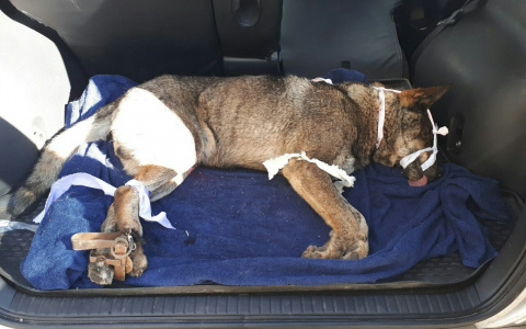 Стала известна судьба пса с капканом на лапе у рынка Флора (фото)