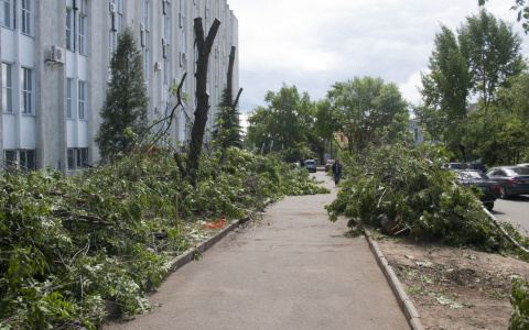На улице Гороховой по ошибке спилили целый ряд деревьев