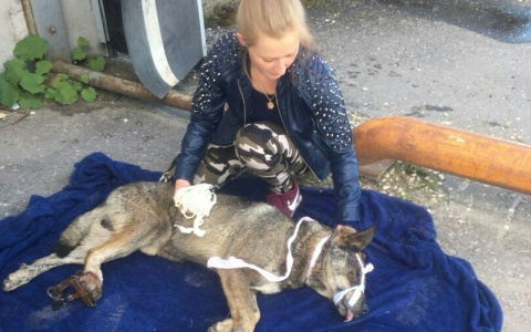 Спасшийся из капкана на рынке Флора пес потерял лапу