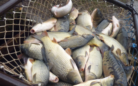 200 кг рыбы изъяли во Владимирской области