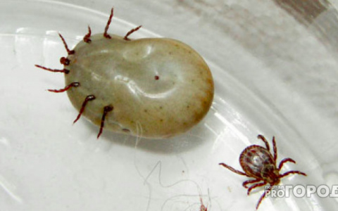 За неделю клещи покусали 160 владимирцев