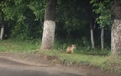 По Владимиру бегала бешеная лиса?
