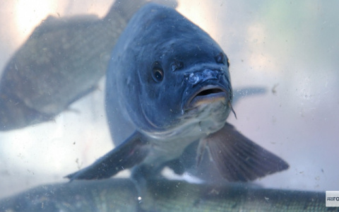 В пруду на Комиссарова появятся караси