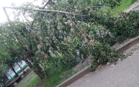 Владимирские коммунальщики игнорируют поваленные по всем городу деревья