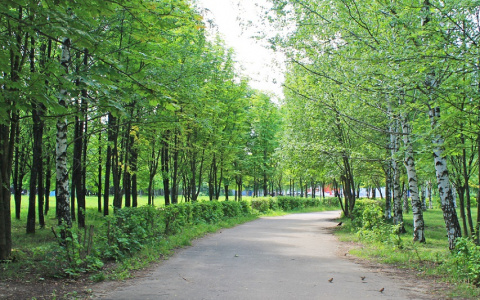 На благоустройство Добросельского парка потратят более 3 миллионов рублей