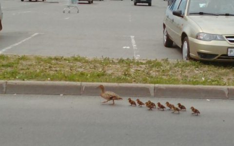 Новый эпизод "утиных историй" во Владимире