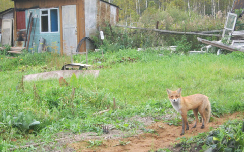 Владимирская область страдает от бешенства