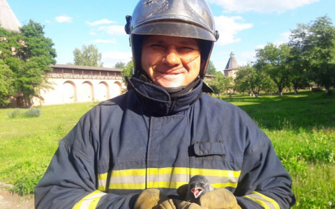 Суздальские туристы написали благодарность спасателям за спасение галчонка