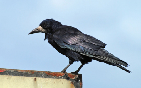 Теперь во Владимирской области можно охотиться на ворон