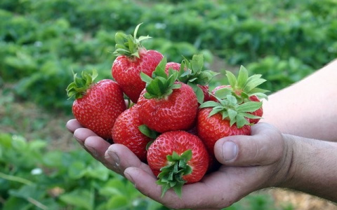 Владимирцев приглашают на Праздники Клубники