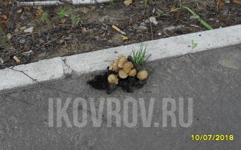 В Коврове грибы проросли сквозь асфальт