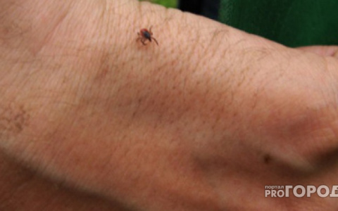 Клещи до сих пор не ослабили "хватку" во Владимирской области