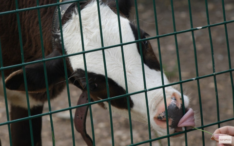 Жительница Меленок спекулировала коровой, зараженной лейкозом
