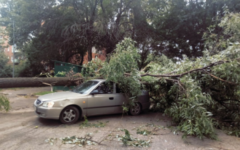 Во Владимире сильный ветер повалил столбы и сломал деревья