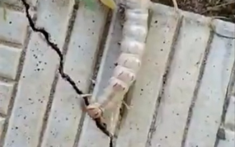 Жительница Владимира обнаружила у себя на даче поразительное насекомое