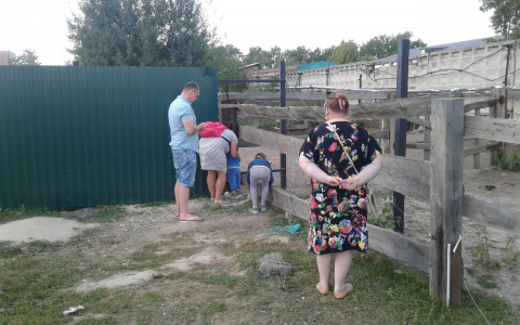 Дружба между лошадьми и посетителями парка во Владимире закончилась