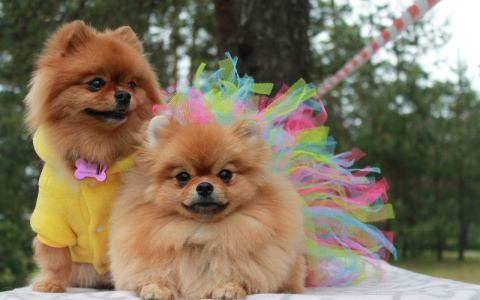 Владимирцам вновь предлагают пообниматься с очаровательными собачками