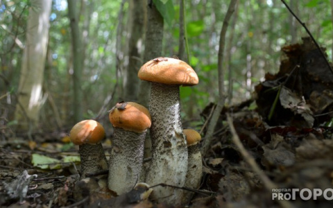 Владимирцев просят не кормить грибами детей