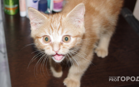 Жительница общежития на Каманина страдает от соседства с кошачьим приютом