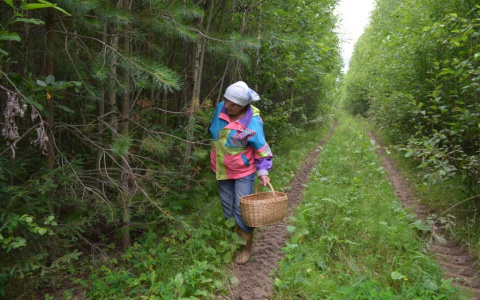 Владимирцам рекомендуют ходить в лес трезвыми и в яркой одежде