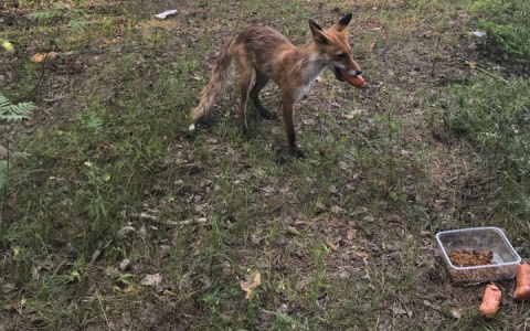 Милые, но смертельно опасные: владимирцы подкармливают диких лисят