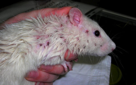 Жительница Владимира купила в зоомагазине крысу, больную сифилисом