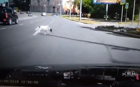 Водитель спровоцировал ДТП в центре Владимира, чтобы спасти собаку