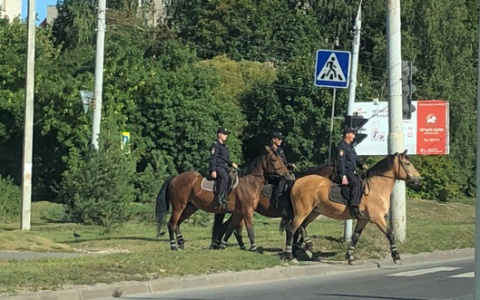 Во Владимире полицейские лошади оставили после себя неприятные кучи