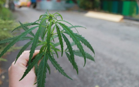 Суздальчанин попытался съесть коноплю при встрече с полицейскими