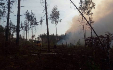 Еще 4 очага природных пожаров обнаружили в лесах 33 региона