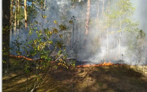 Лесные пожары вплотную подступили к Владимиру