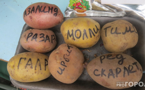 В Роскачестве рассказали, как правильно выбрать картофель