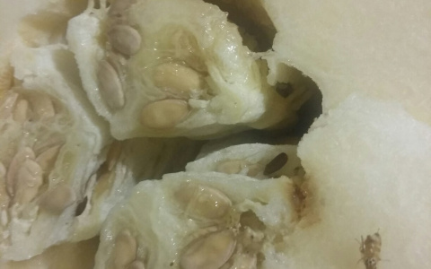 Горожанка обнаружила в купленной дыне новую "жизнь"