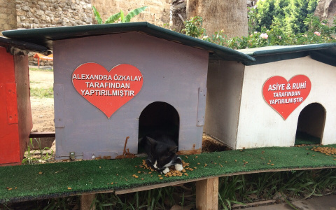 Горожанка: "В Анталии коты живут припеваючи, а мороженщики показывают фокусы"