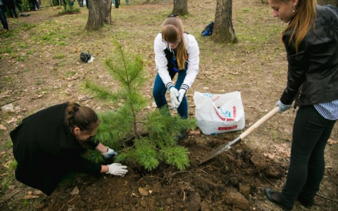 В Гусь-Хрустальном районе заложат «Солдатский лес»
