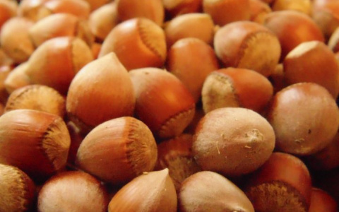 Владимирская область стала лидером в экспорте фундука