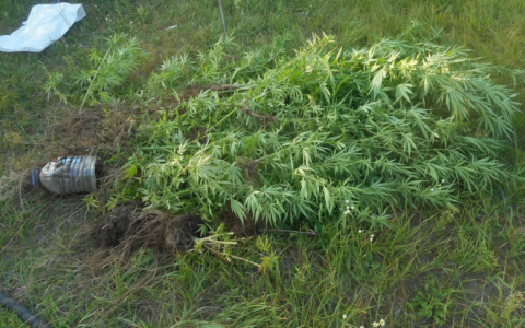 Житель Камешково хранил 2 килограмма конопли в морозильнике