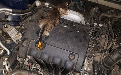 Во Владимире автомобиль спас котенка от атаки псов