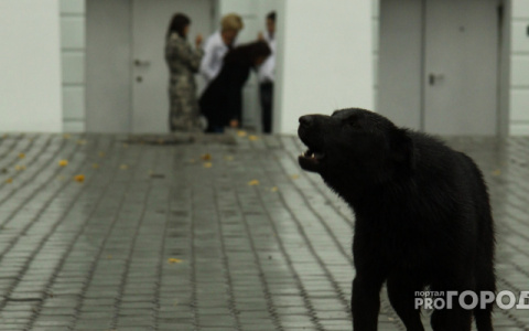 Сторож из Кольчугино стал жертвой бешеной собаки