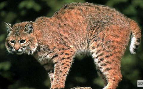 Рысь с котенком попала на камеры видеонаблюдения в Меленковском районе